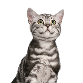 Shop Cats (1)